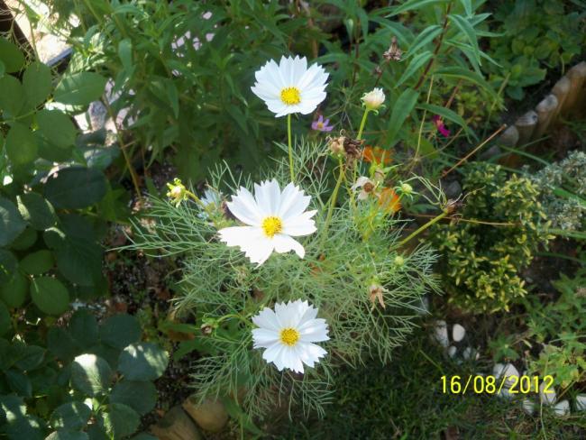 Name:  101_0612.jpg
Views: 467
Size:  66.7 KB