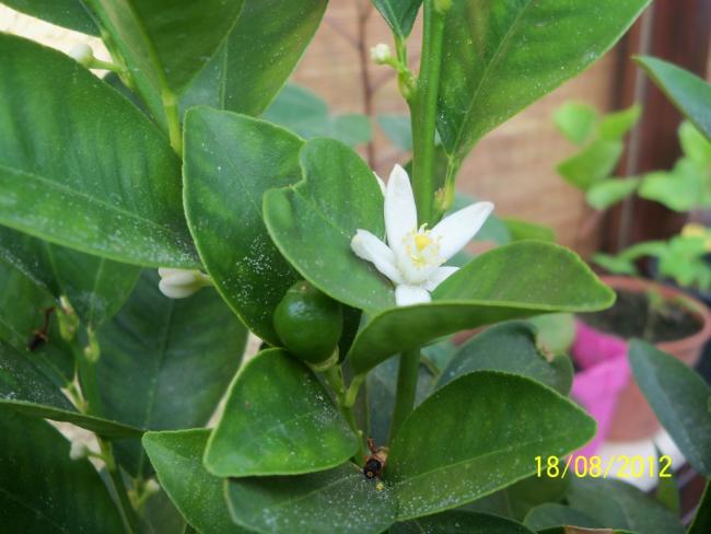 Name:  101_0840.jpg
Views: 443
Size:  40.9 KB