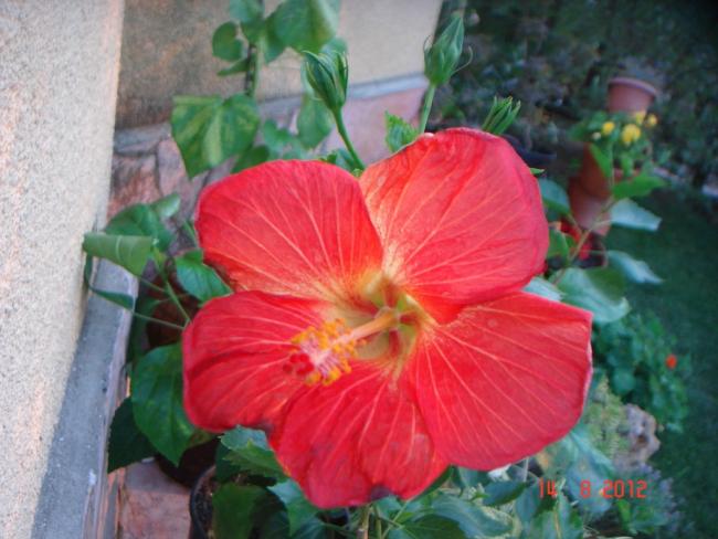 Name:  DSC09957.jpg
Views: 1308
Size:  45.9 KB