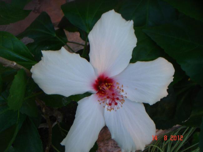 Name:  DSC09960.jpg
Views: 1274
Size:  26.2 KB