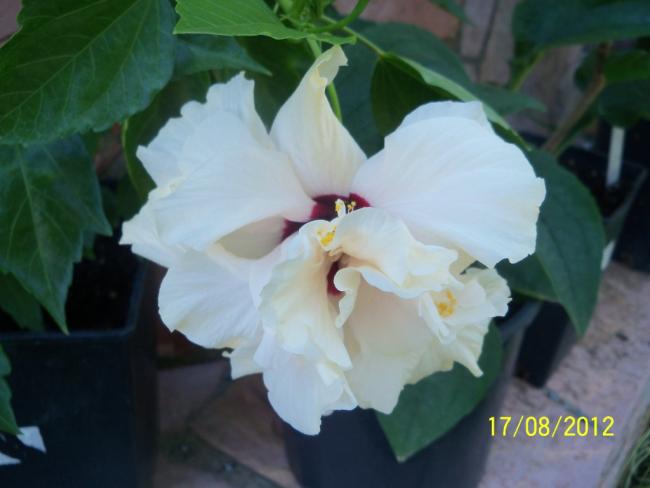 Name:  101_0714.jpg
Views: 1267
Size:  29.2 KB