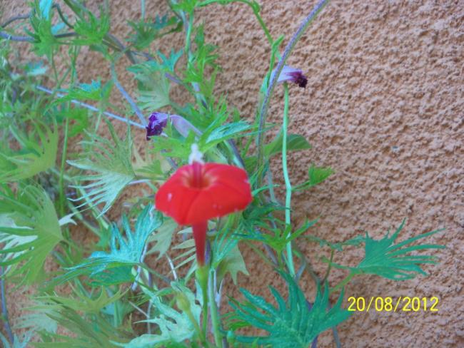 Name:  101_0945.jpg
Views: 1268
Size:  63.6 KB