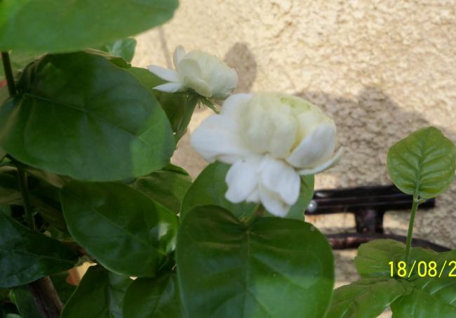 Name:  101_0845.jpg
Views: 1248
Size:  31.7 KB