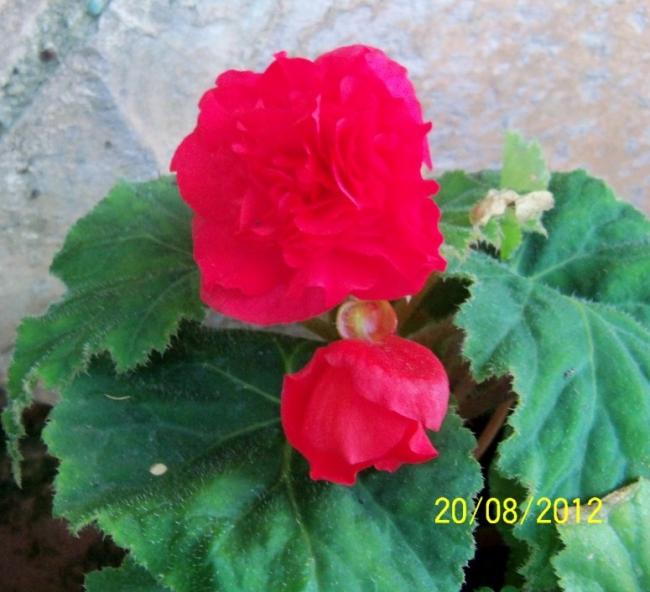 Name:  101_1003.jpg
Views: 1238
Size:  47.2 KB
