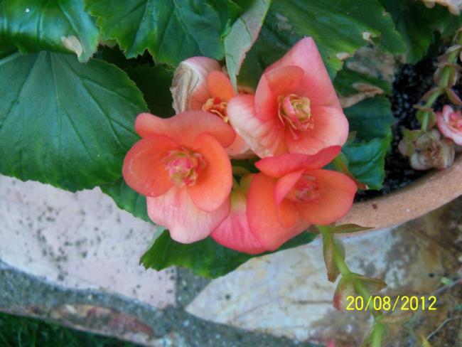 Name:  101_1019.jpg
Views: 1261
Size:  42.7 KB