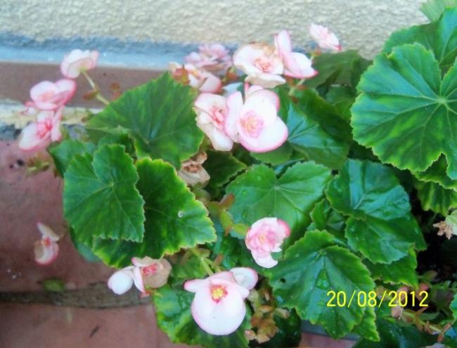 Name:  101_1020.jpg
Views: 1241
Size:  48.1 KB