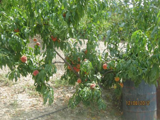 Name:  eftali.jpg
Views: 1582
Size:  60.3 KB