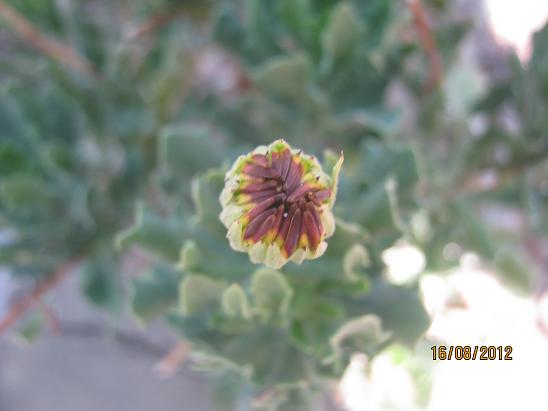 Name:  bodrum p..JPG
Views: 1215
Size:  34.7 KB