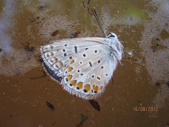 Name:  kelebek.JPG
Views: 1230
Size:  55.5 KB