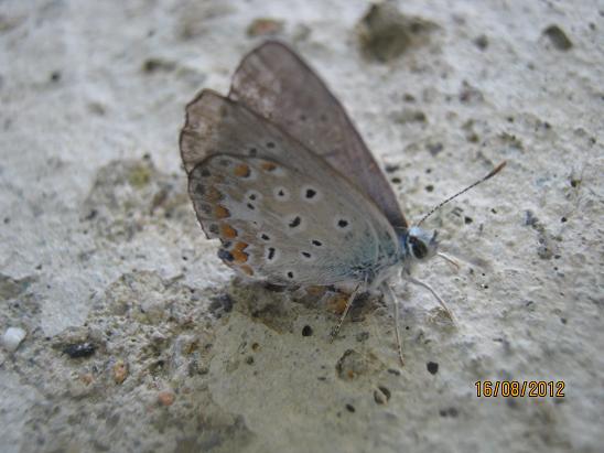 Name:  kelebek2.JPG
Views: 1158
Size:  48.3 KB