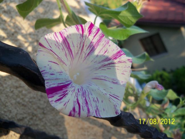 Name:  101_0632.jpg
Views: 1282
Size:  41.2 KB
