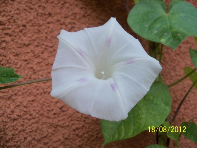 Name:  101_0802.jpg
Views: 1232
Size:  35.0 KB