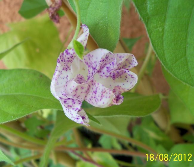 Name:  101_0861.jpg
Views: 1257
Size:  39.8 KB