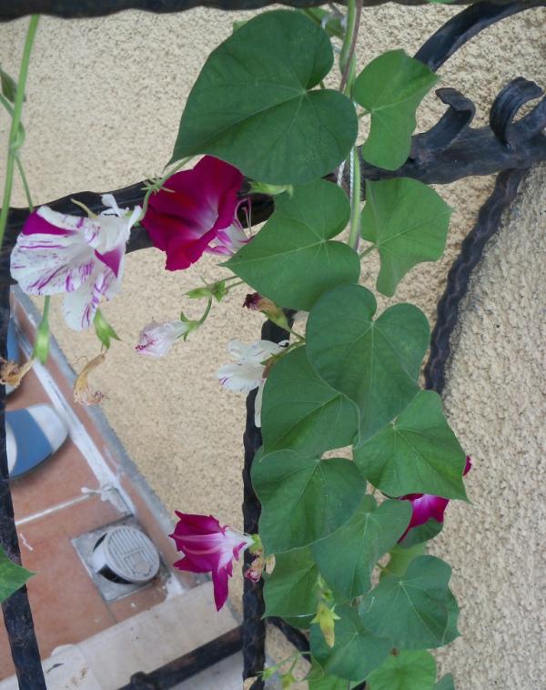 Name:  101_0875.jpg
Views: 1212
Size:  71.9 KB