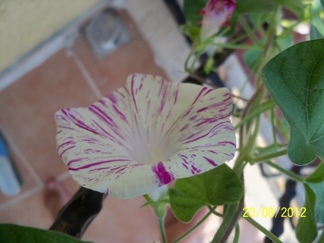 Name:  101_0932.jpg
Views: 1259
Size:  34.5 KB