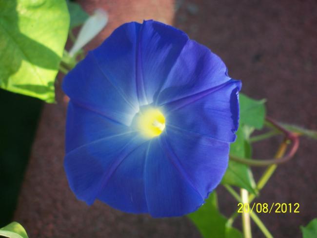 Name:  101_0933.jpg
Views: 1239
Size:  26.0 KB