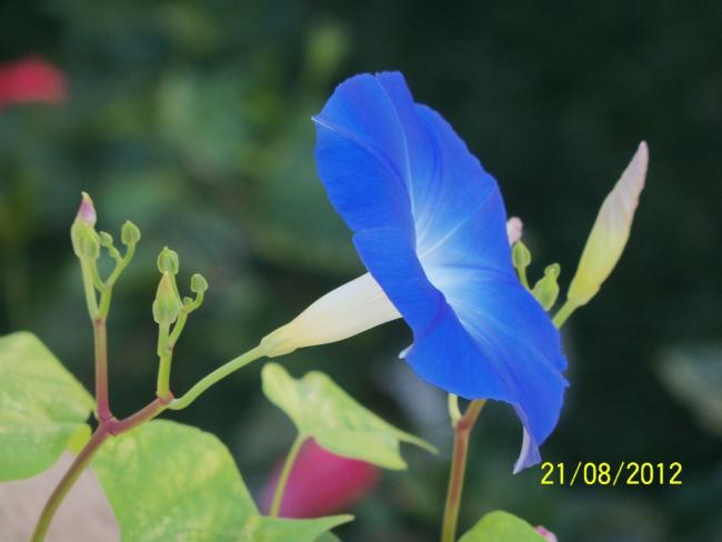 Name:  101_1055.jpg
Views: 1225
Size:  26.8 KB