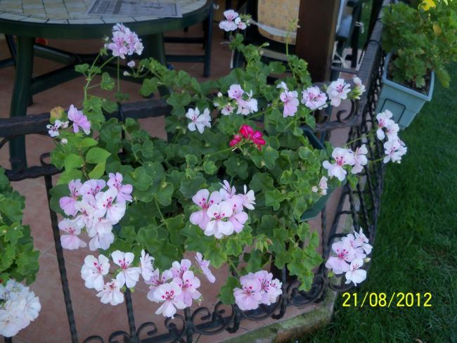 Name:  101_1109.jpg
Views: 1194
Size:  60.5 KB