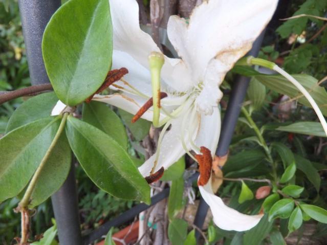 Name:  DSCF4716.jpg
Views: 368
Size:  42.7 KB