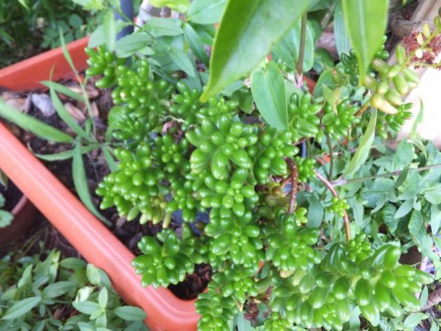 Name:  DSCF4717.jpg
Views: 361
Size:  61.0 KB
