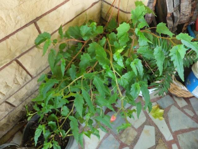 Name:  DSCF4723.jpg
Views: 384
Size:  56.0 KB