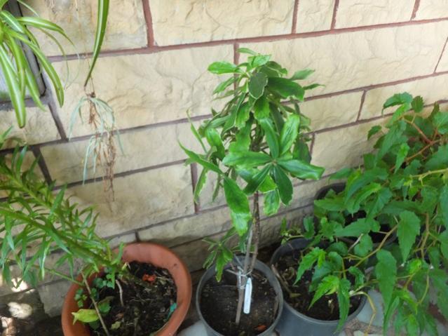 Name:  DSCF4724.jpg
Views: 374
Size:  52.9 KB