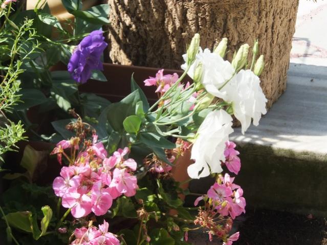 Name:  DSCF4731.jpg
Views: 368
Size:  57.9 KB