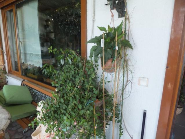 Name:  DSCF4732.jpg
Views: 374
Size:  46.6 KB