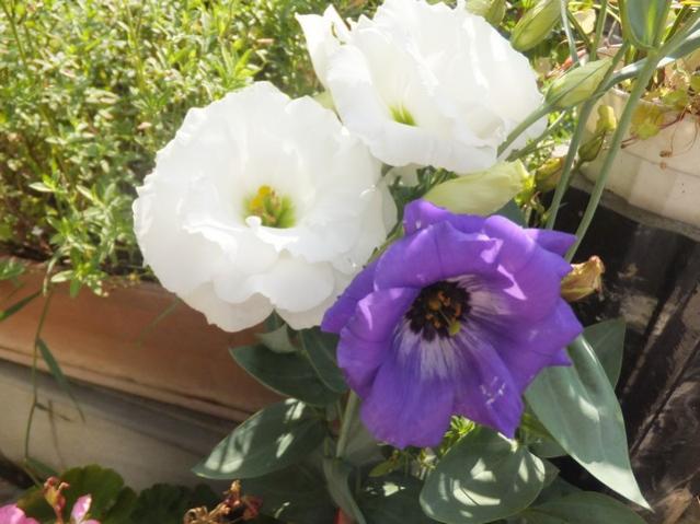 Name:  DSCF4784.jpg
Views: 349
Size:  45.9 KB
