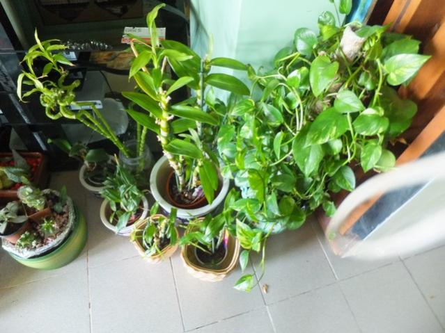 Name:  DSCF4733.jpg
Views: 361
Size:  53.6 KB