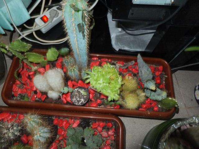 Name:  DSCF4735.jpg
Views: 354
Size:  50.7 KB