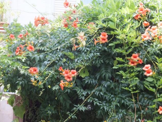 Name:  DSCF4738.jpg
Views: 392
Size:  71.3 KB