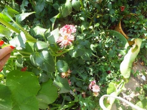 Name:  DSCF4757.jpg
Views: 583
Size:  41.3 KB
