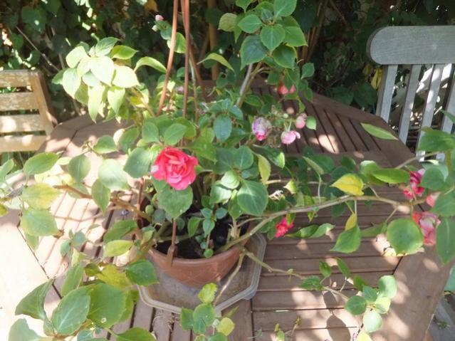 Name:  DSCF4758.jpg
Views: 573
Size:  57.6 KB