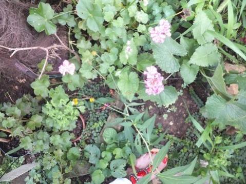 Name:  DSCF4761.jpg
Views: 555
Size:  43.6 KB