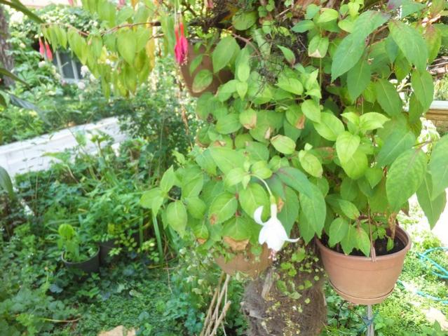 Name:  DSCF4768.jpg
Views: 457
Size:  68.5 KB