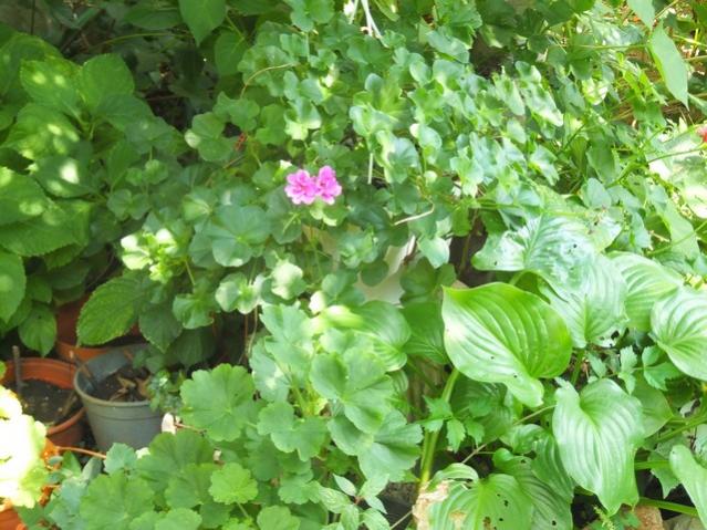 Name:  DSCF4771.jpg
Views: 474
Size:  62.7 KB
