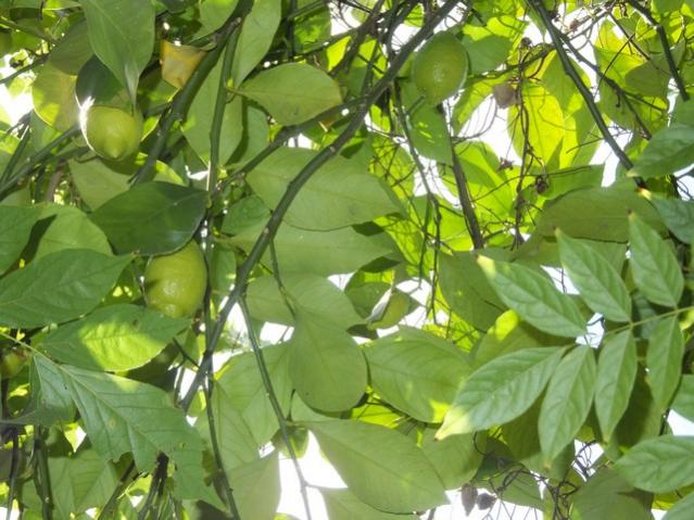 Name:  DSCF4772.jpg
Views: 470
Size:  57.4 KB
