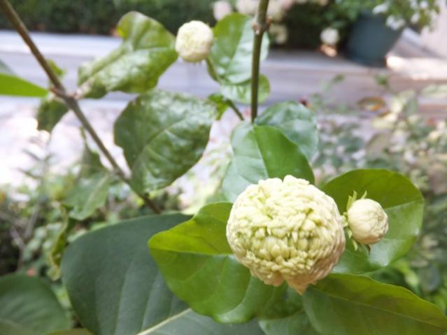 Name:  DSCF4779.jpg
Views: 474
Size:  35.9 KB
