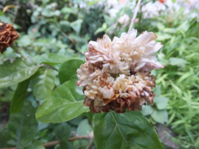 Name:  DSCF4780.jpg
Views: 494
Size:  40.1 KB