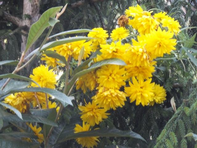 Name:  DSCF4781.jpg
Views: 484
Size:  56.6 KB