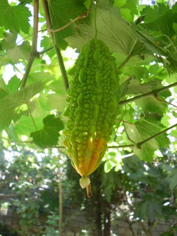 Name:  SDC14956 copy.jpg
Views: 891
Size:  72.1 KB