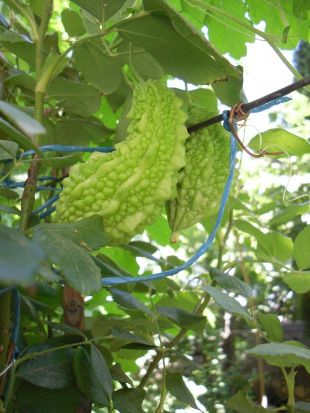 Name:  SDC14958 copy.jpg
Views: 870
Size:  72.8 KB