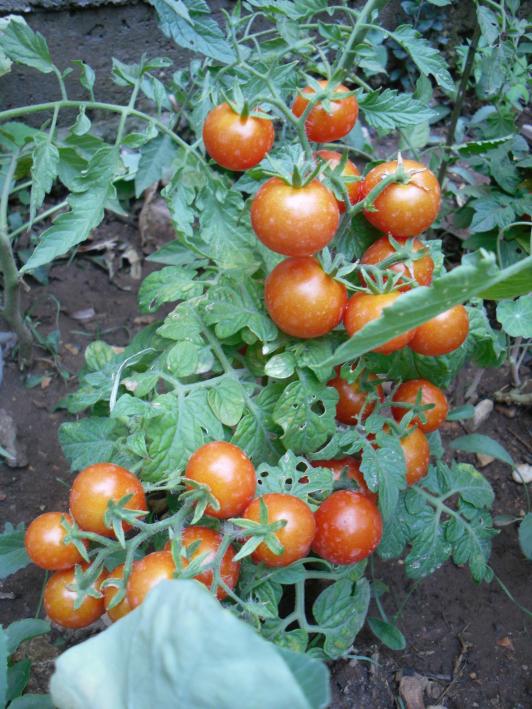 Name:  SDC14965 copy.jpg
Views: 733
Size:  76.3 KB