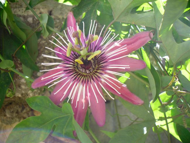 Name:  SDC14998 copy.jpg
Views: 758
Size:  52.9 KB