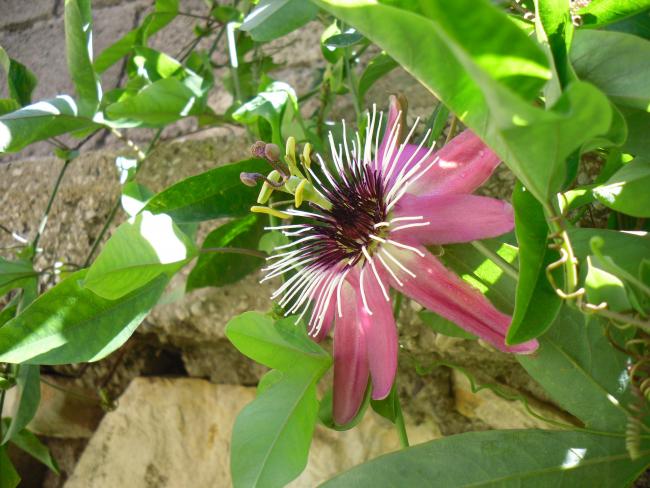 Name:  SDC14999 copy.jpg
Views: 742
Size:  56.2 KB
