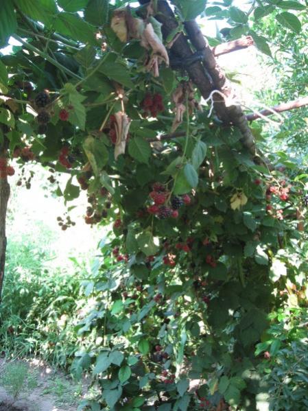 Name:  IMG_2412.jpg
Views: 853
Size:  63.9 KB