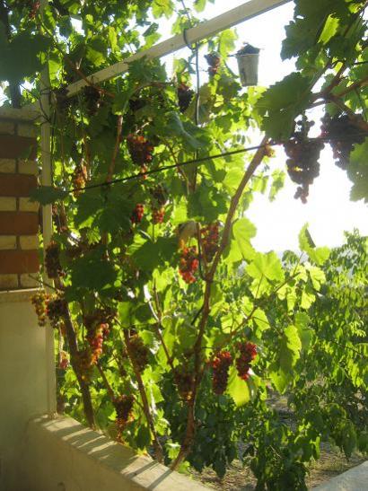 Name:  ekirdekli karalar.jpg
Views: 1459
Size:  56.0 KB
