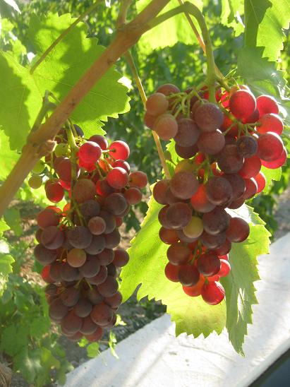 Name:  ekirdekli karalar1.JPG
Views: 1503
Size:  55.0 KB
