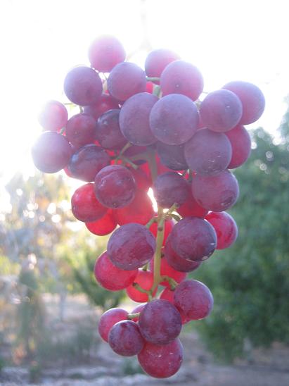 Name:  ekirdeksiz kara.JPG
Views: 1535
Size:  32.0 KB